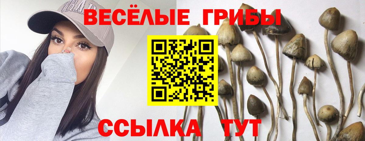 купить наркотик  Канск  Галлюциногенные грибы Psilocybine cubensis 